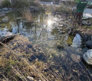 Gartenteich vor der Reinigung
