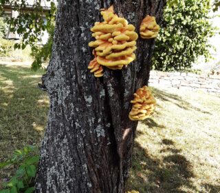 Schädlinge und Krankheiten