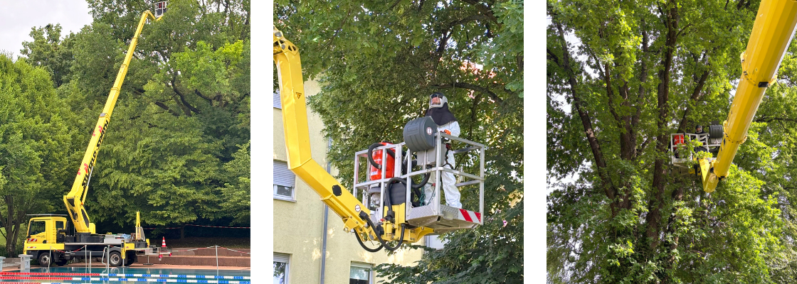 https://baum-und-garten.de/wp-content/uploads/2026/06/1000170802.png